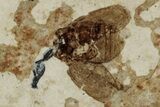 Fossil Leaf Beetle (Chrysomelidae) - France #290750-1
